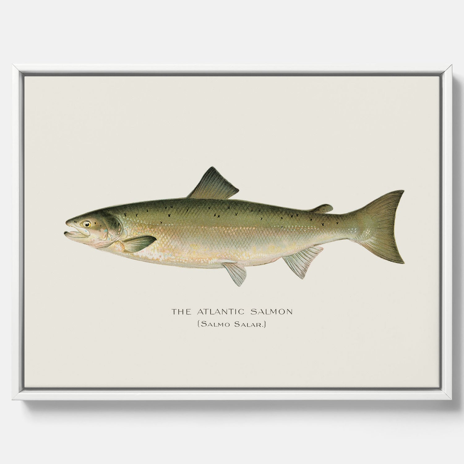 Kökstavla med Atlantlax canvas – Plansch med fisk, fiskposter, tavla med fisk, poster till kök, köksposter, tavla till kök
