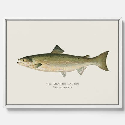 Kökstavla med Atlantlax canvas – Plansch med fisk, fiskposter, tavla med fisk, poster till kök, köksposter, tavla till kök