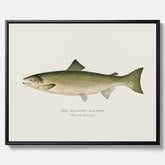Kökstavla med Atlantlax canvas – Plansch med fisk, fiskposter, tavla med fisk, poster till kök, köksposter, tavla till kök