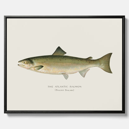 Kökstavla med Atlantlax canvas – Plansch med fisk, fiskposter, tavla med fisk, poster till kök, köksposter, tavla till kök