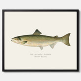 Kökstavla med Atlantlax poster – Plansch med fisk, fiskposter, tavla med fisk, poster till kök, köksposter, tavla till kök