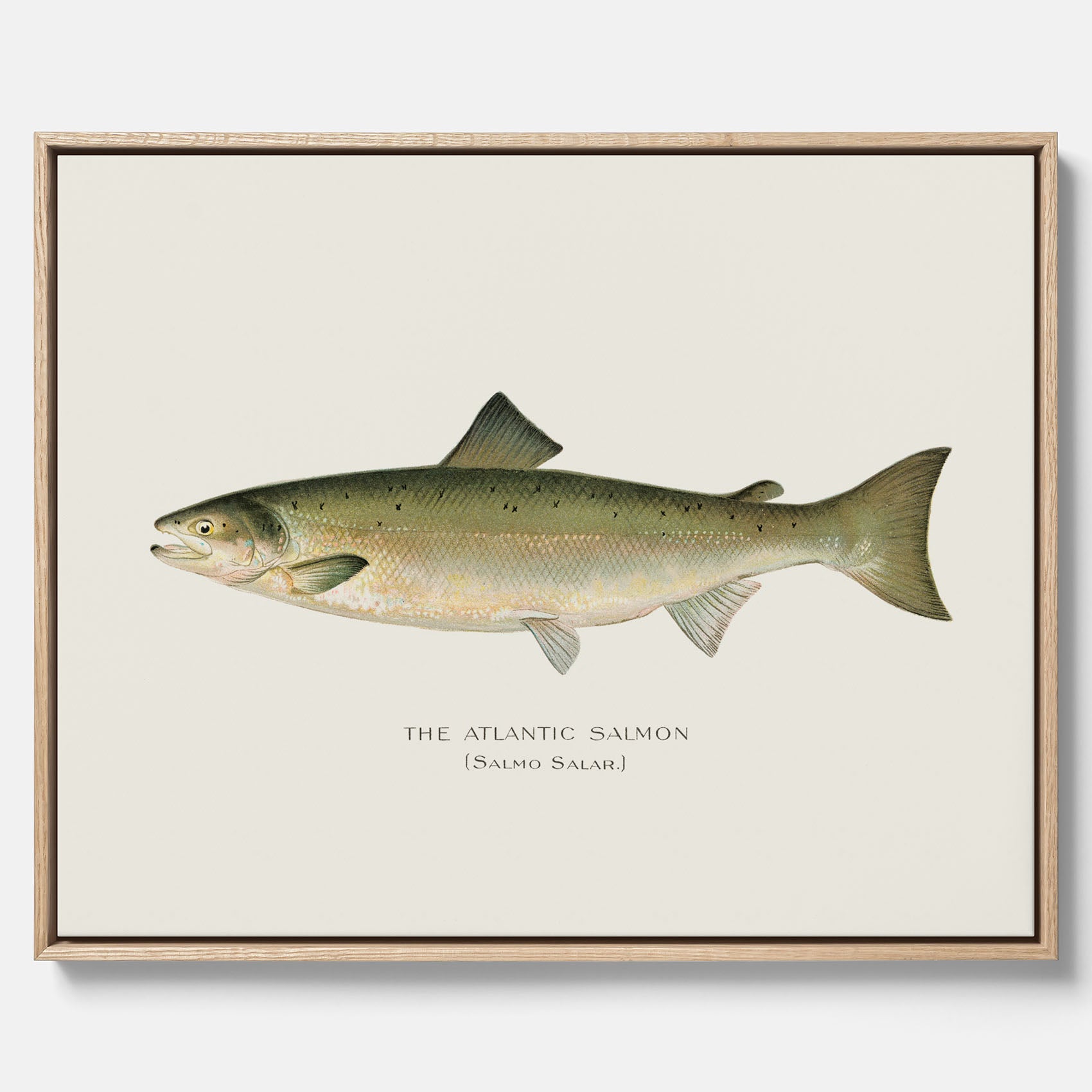 Kökstavla med Atlantlax canvas – Plansch med fisk, fiskposter, tavla med fisk, poster till kök, köksposter, tavla till kök
