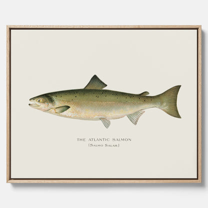 Kökstavla med Atlantlax canvas – Plansch med fisk, fiskposter, tavla med fisk, poster till kök, köksposter, tavla till kök