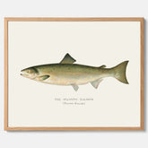 Kökstavla med Atlantlax poster – Plansch med fisk, fiskposter, tavla med fisk, poster till kök, köksposter, tavla till kök