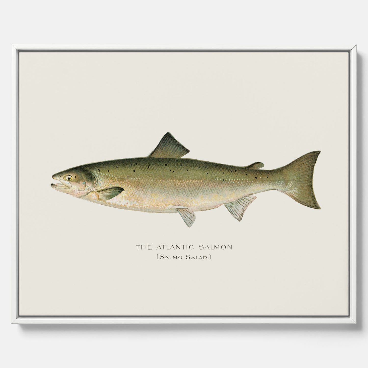 Kökstavla med Atlantlax canvas – Plansch med fisk, fiskposter, tavla med fisk, poster till kök, köksposter, tavla till kök