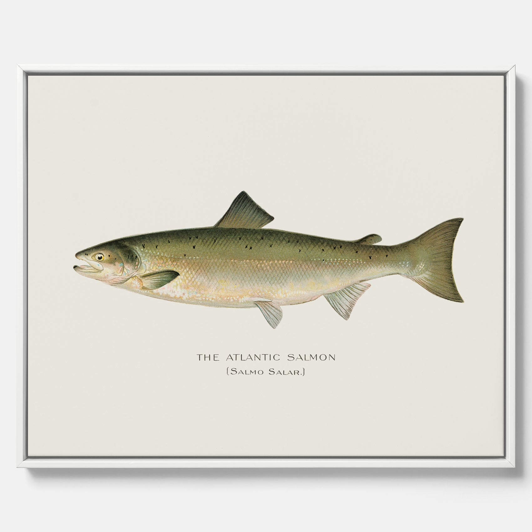 Kökstavla med Atlantlax canvas – Plansch med fisk, fiskposter, tavla med fisk, poster till kök, köksposter, tavla till kök