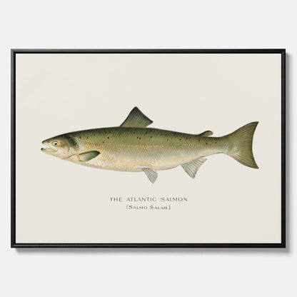 Kökstavla med Atlantlax canvas – Plansch med fisk, fiskposter, tavla med fisk, poster till kök, köksposter, tavla till kök