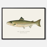 Kökstavla med Atlantlax poster – Plansch med fisk, fiskposter, tavla med fisk, poster till kök, köksposter, tavla till kök