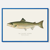 Kökstavla med Atlantlax poster – Plansch med fisk, fiskposter, tavla med fisk, poster till kök, köksposter, tavla till kök