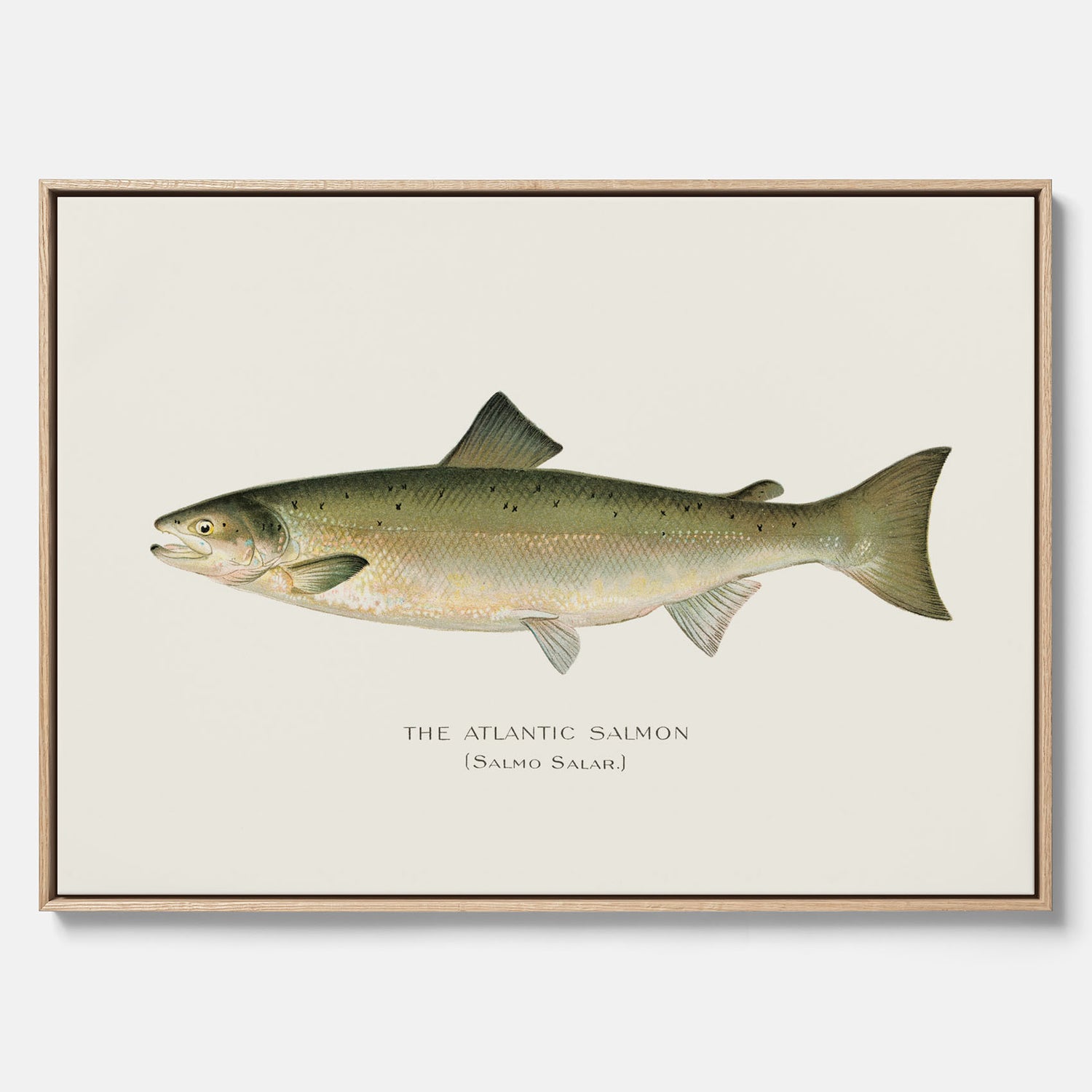 Kökstavla med Atlantlax canvas – Plansch med fisk, fiskposter, tavla med fisk, poster till kök, köksposter, tavla till kök
