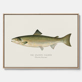 Kökstavla med Atlantlax canvas – Plansch med fisk, fiskposter, tavla med fisk, poster till kök, köksposter, tavla till kök