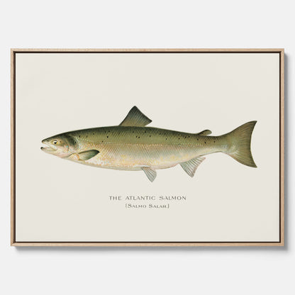 Kökstavla med Atlantlax canvas – Plansch med fisk, fiskposter, tavla med fisk, poster till kök, köksposter, tavla till kök