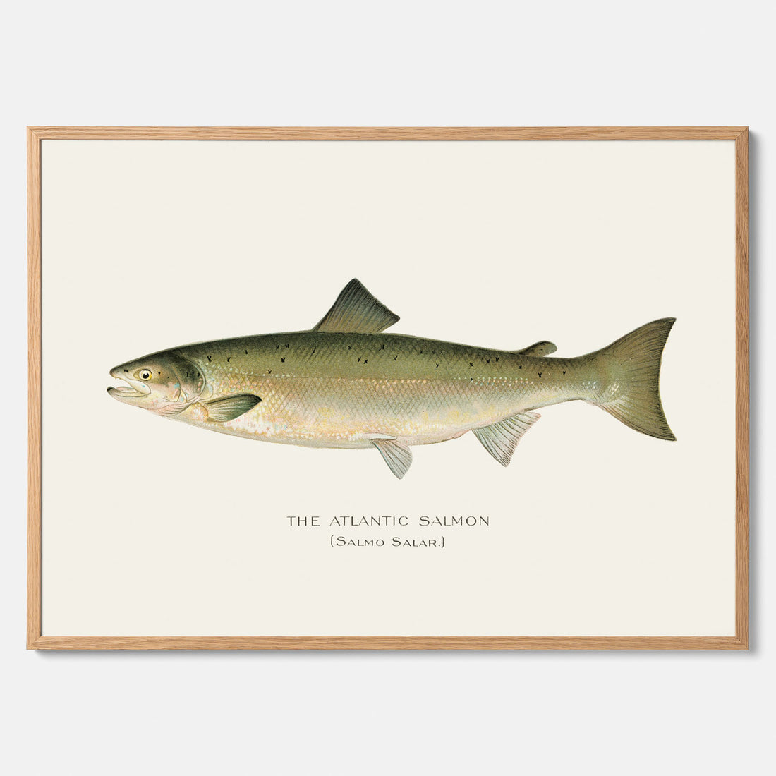 Kökstavla med Atlantlax poster – Plansch med fisk, fiskposter, tavla med fisk, poster till kök, köksposter, tavla till kök