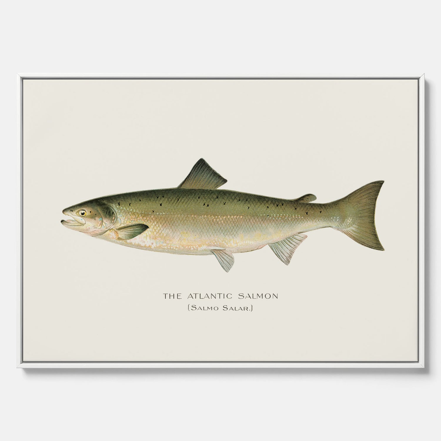 Kökstavla med Atlantlax canvas – Plansch med fisk, fiskposter, tavla med fisk, poster till kök, köksposter, tavla till kök