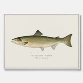Kökstavla med Atlantlax canvas – Plansch med fisk, fiskposter, tavla med fisk, poster till kök, köksposter, tavla till kök