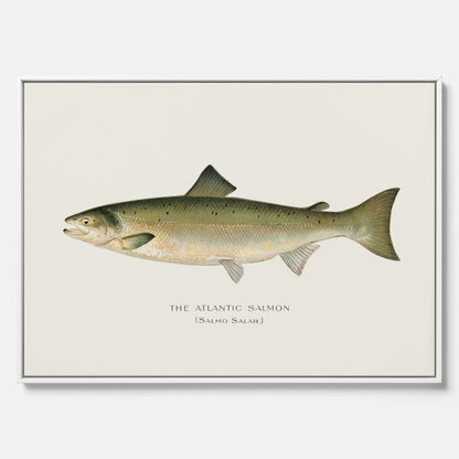 Kökstavla med Atlantlax canvas – Plansch med fisk, fiskposter, tavla med fisk, poster till kök, köksposter, tavla till kök