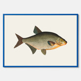 Kökstavla med Brax poster – Plansch med fisk, fiskposter, tavla till kök, köksposter, poster till kök