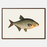 Kökstavla med Brax poster – Plansch med fisk, fiskposter, tavla till kök, köksposter, poster till kök