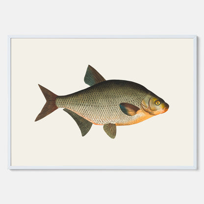 Kökstavla med Brax poster – Plansch med fisk, fiskposter, tavla till kök, köksposter, poster till kök