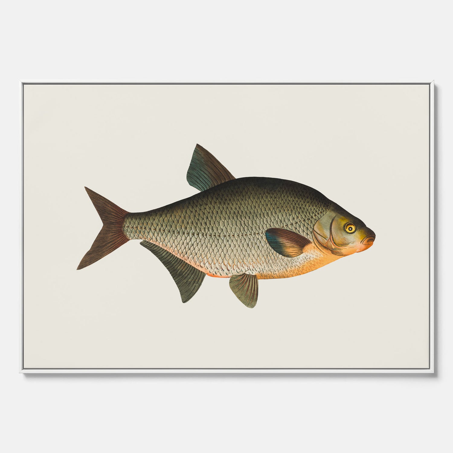 Kökstavla med Brax i canvas – Plansch med fisk, fiskposter, tavla till kök, köksposter, poster till kök