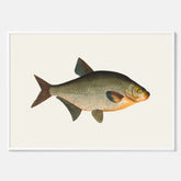 Kökstavla med Brax poster – Plansch med fisk, fiskposter, tavla till kök, köksposter, poster till kök