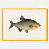 Kökstavla med Brax poster – Plansch med fisk, fiskposter, tavla till kök, köksposter, poster till kök