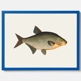 Kökstavla med Brax poster – Plansch med fisk, fiskposter, tavla till kök, köksposter, poster till kök