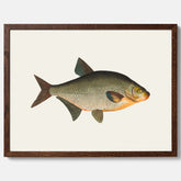 Kökstavla med Brax poster – Plansch med fisk, fiskposter, tavla till kök, köksposter, poster till kök