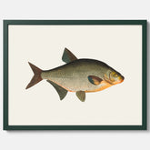 Kökstavla med Brax poster – Plansch med fisk, fiskposter, tavla till kök, köksposter, poster till kök