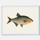 Kökstavla med Brax poster – Plansch med fisk, fiskposter, tavla till kök, köksposter, poster till kök