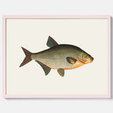 Kökstavla med Brax poster – Plansch med fisk, fiskposter, tavla till kök, köksposter, poster till kök