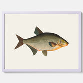 Kökstavla med Brax poster – Plansch med fisk, fiskposter, tavla till kök, köksposter, poster till kök