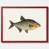 Kökstavla med Brax poster – Plansch med fisk, fiskposter, tavla till kök, köksposter, poster till kök