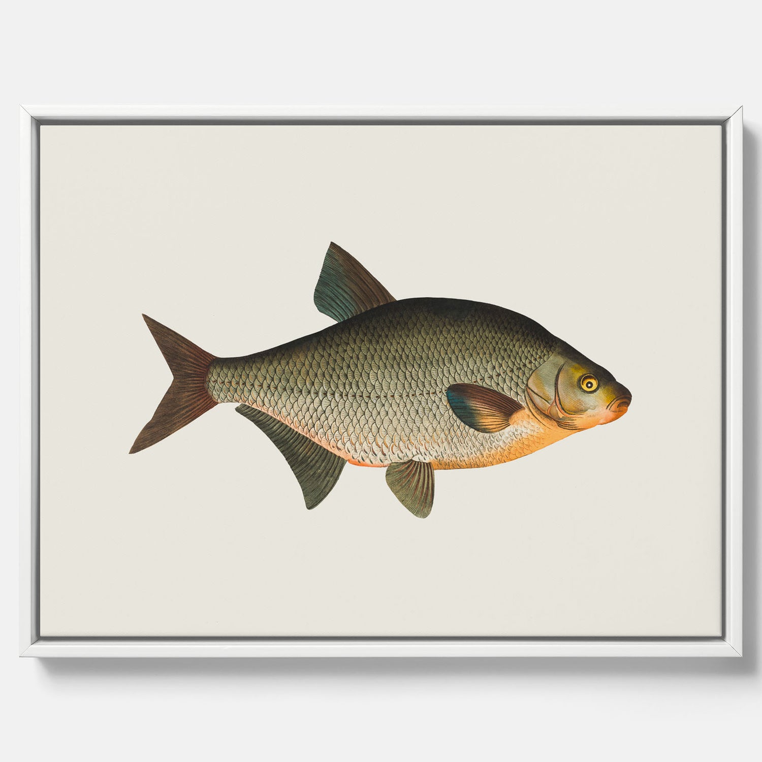 Kökstavla med Brax i canvas – Plansch med fisk, fiskposter, tavla till kök, köksposter, poster till kök