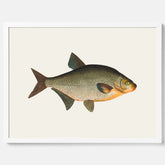 Kökstavla med Brax poster – Plansch med fisk, fiskposter, tavla till kök, köksposter, poster till kök