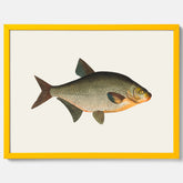 Kökstavla med Brax poster – Plansch med fisk, fiskposter, tavla till kök, köksposter, poster till kök