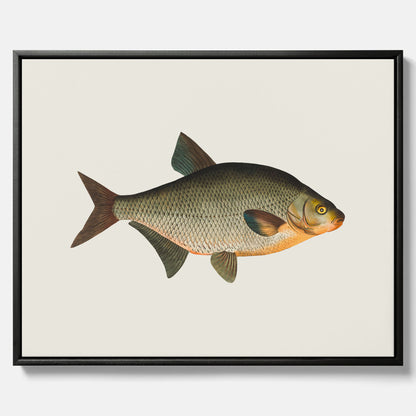 Kökstavla med Brax i canvas – Plansch med fisk, fiskposter, tavla till kök, köksposter, poster till kök