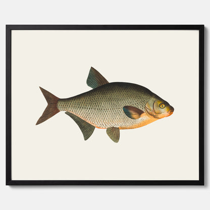 Kökstavla med Brax poster – Plansch med fisk, fiskposter, tavla till kök, köksposter, poster till kök