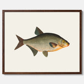 Kökstavla med Brax poster – Plansch med fisk, fiskposter, tavla till kök, köksposter, poster till kök