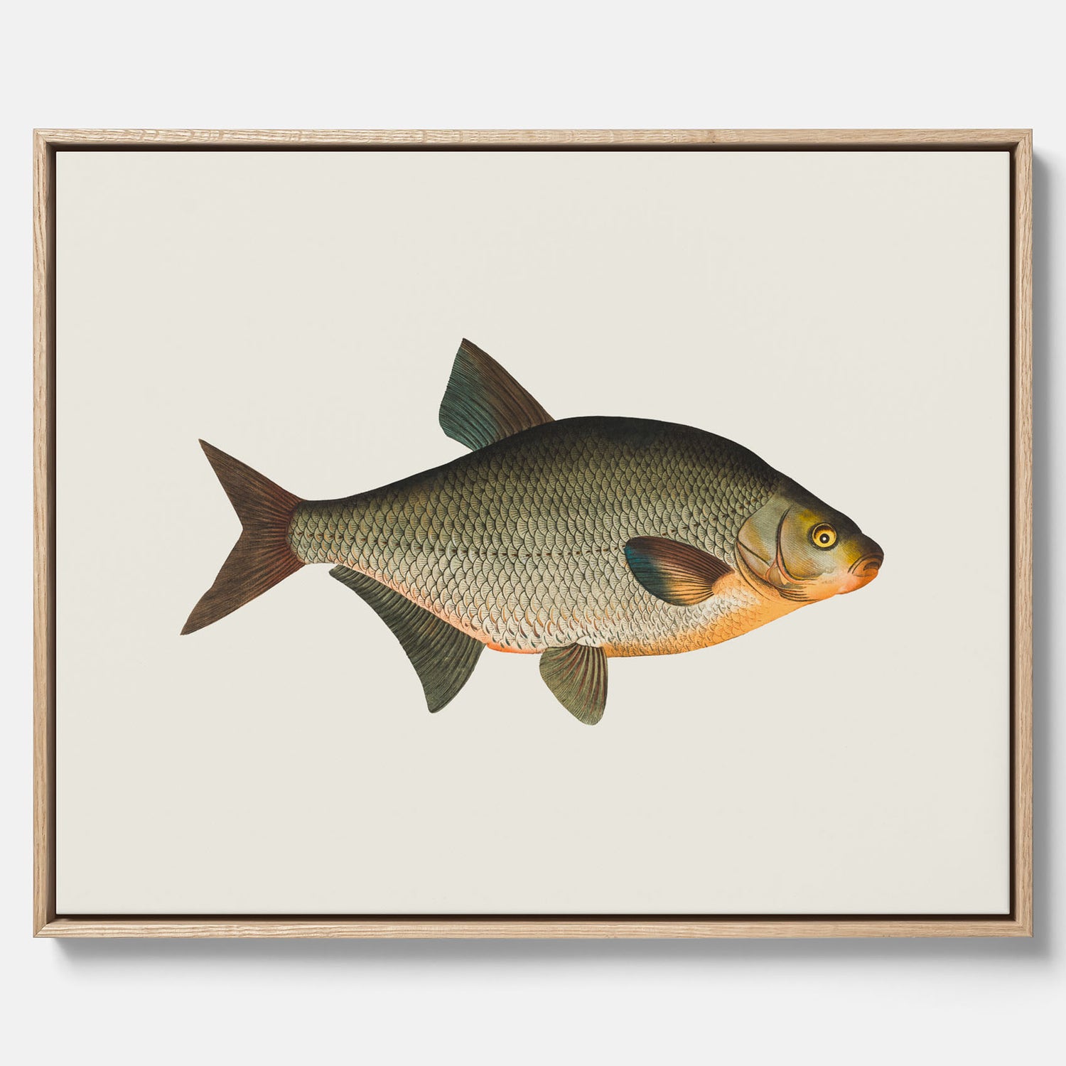 Kökstavla med Brax i canvas – Plansch med fisk, fiskposter, tavla till kök, köksposter, poster till kök