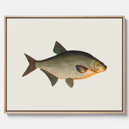 Kökstavla med Brax i canvas – Plansch med fisk, fiskposter, tavla till kök, köksposter, poster till kök