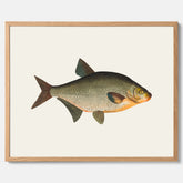 Kökstavla med Brax poster – Plansch med fisk, fiskposter, tavla till kök, köksposter, poster till kök