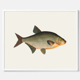 Kökstavla med Brax poster – Plansch med fisk, fiskposter, tavla till kök, köksposter, poster till kök