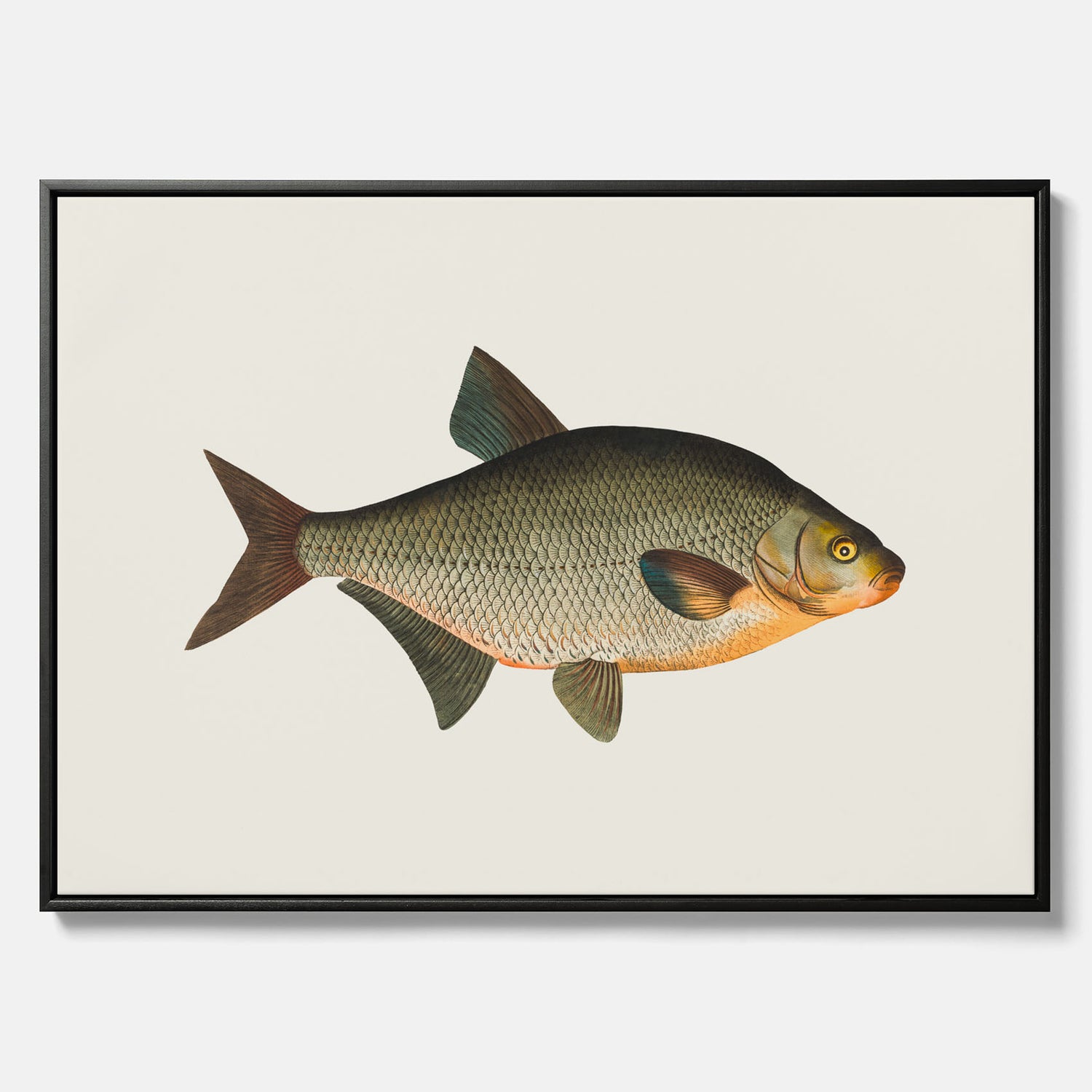 Kökstavla med Brax i canvas – Plansch med fisk, fiskposter, tavla till kök, köksposter, poster till kök