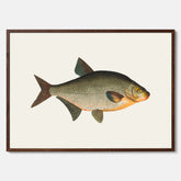 Kökstavla med Brax poster – Plansch med fisk, fiskposter, tavla till kök, köksposter, poster till kök