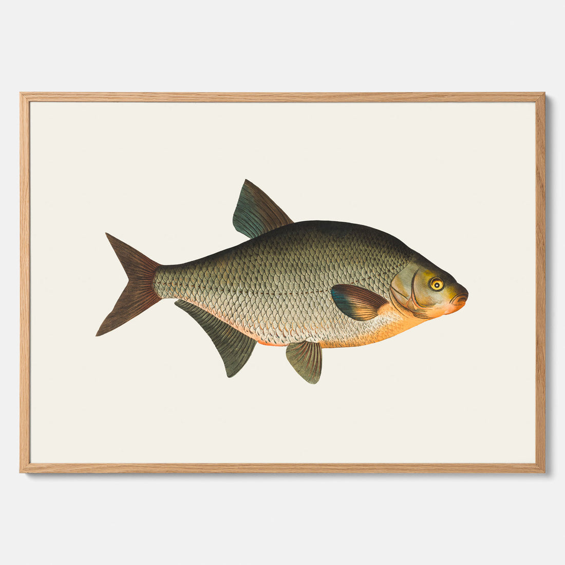 Kökstavla med Brax poster – Plansch med fisk, fiskposter, tavla till kök, köksposter, poster till kök