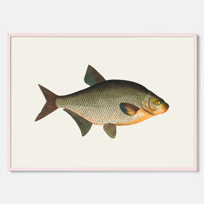 Kökstavla med Brax poster – Plansch med fisk, fiskposter, tavla till kök, köksposter, poster till kök