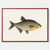 Kökstavla med Brax poster – Plansch med fisk, fiskposter, tavla till kök, köksposter, poster till kök