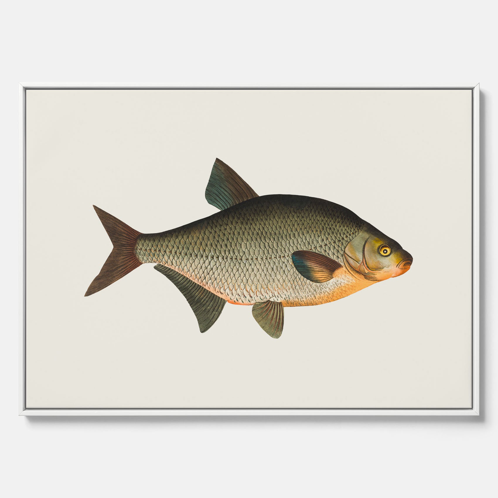 Kökstavla med Brax i canvas – Plansch med fisk, fiskposter, tavla till kök, köksposter, poster till kök