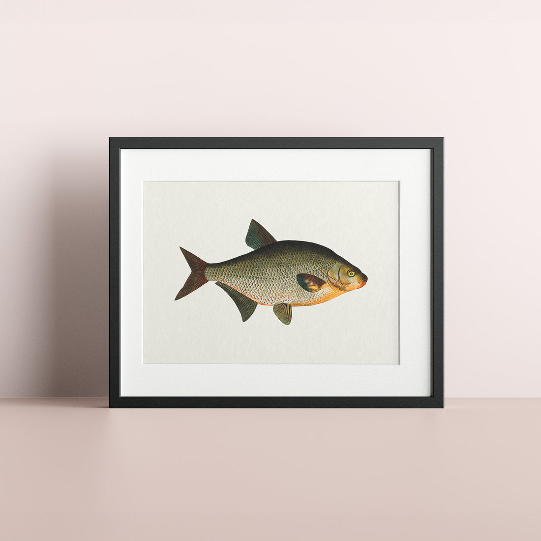 Kökstavla med Brax poster – Plansch med fisk, fiskposter, tavla till kök, köksposter, poster till kök